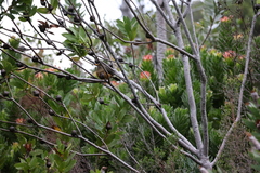 Turdus olivaceus