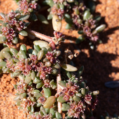 Trianthema triquetrum