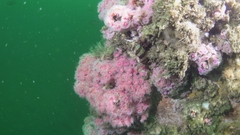 Oxylebius pictus