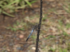 Orthetrum caledonicum
