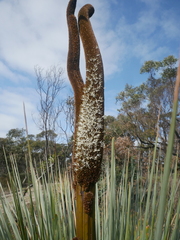 Xanthorrhoea