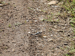 Orthetrum caledonicum