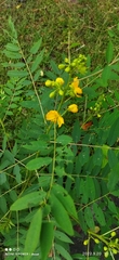 Senna sophera