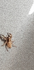 Menemerus semilimbatus