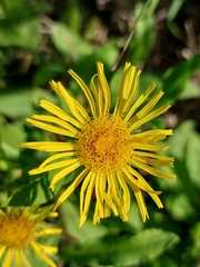 Pentanema britannica