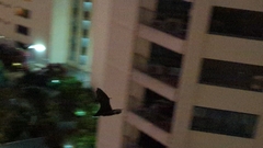 Pteropus conspicillatus