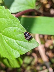 Ellipsidion australe