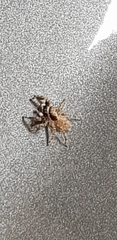 Menemerus semilimbatus