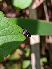 Ellipsidion australe