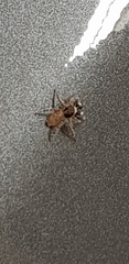 Menemerus semilimbatus
