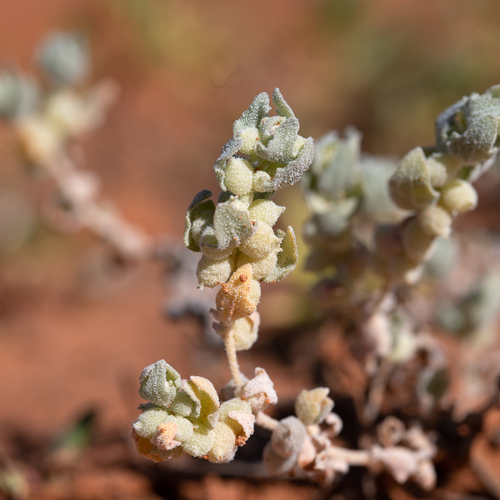 Atriplex spongiosa