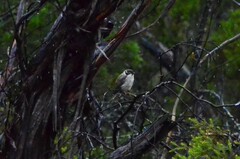 Melithreptus brevirostris
