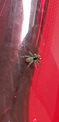 Menemerus semilimbatus