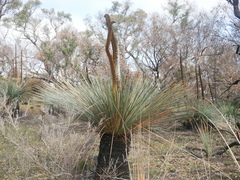 Xanthorrhoea