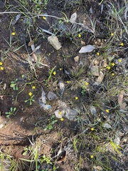 Utricularia subulata