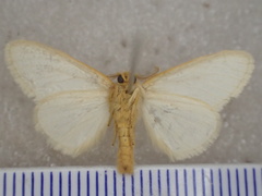 Orvasca
