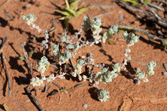 Atriplex spongiosa