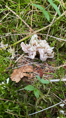 Clavulina rugosa