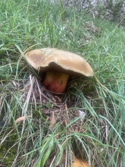 Suillellus luridus