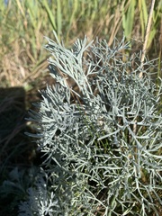 Artemisia maritima