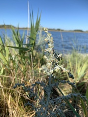 Artemisia maritima