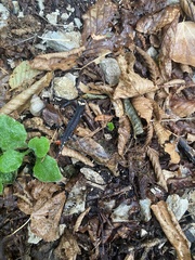 Salamandrina perspicillata