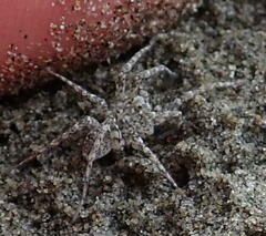 Anoteropsis litoralis