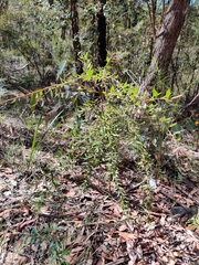 Grevillea mucronulata
