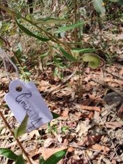 Grevillea mucronulata