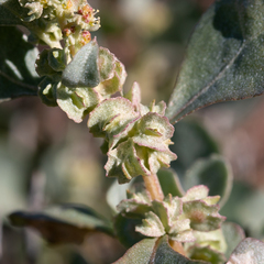 Atriplex lindleyi