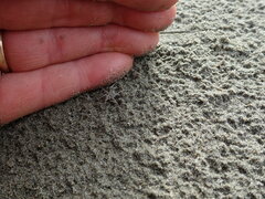 Anoteropsis litoralis