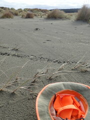 Anoteropsis litoralis