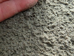 Anoteropsis litoralis