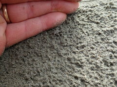 Anoteropsis litoralis