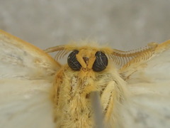 Orvasca
