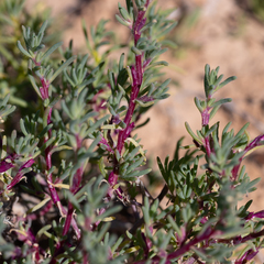 Neobassia proceriflora