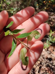 Grevillea mucronulata