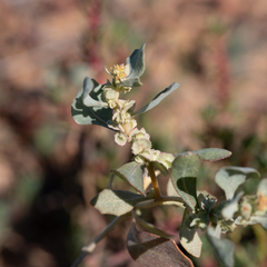 Atriplex lindleyi