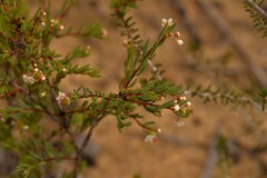 Monotaxis bracteata