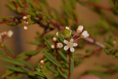 Monotaxis bracteata