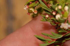 Monotaxis bracteata