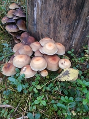 Kuehneromyces mutabilis