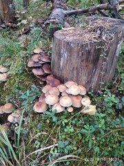 Kuehneromyces mutabilis