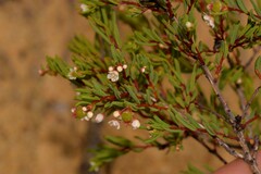 Monotaxis bracteata