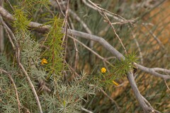 Persoonia acicularis