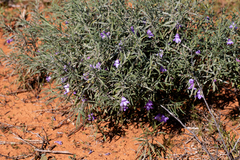 Eremophila gilesii