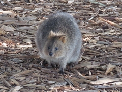 Setonix brachyurus