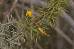 Persoonia acicularis