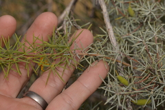 Persoonia acicularis