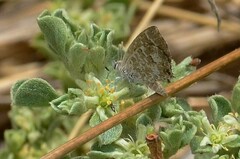 Theclinesthes serpentata